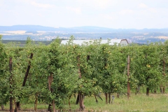 Obstanbau